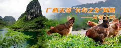 誉为“鸡中凤凰”的天等土鸡，它